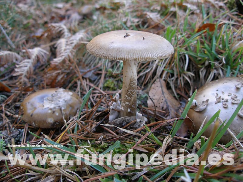 Amanita ceciliae 1