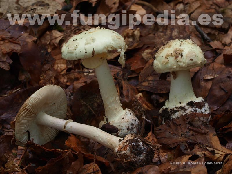Amanita citrina 1