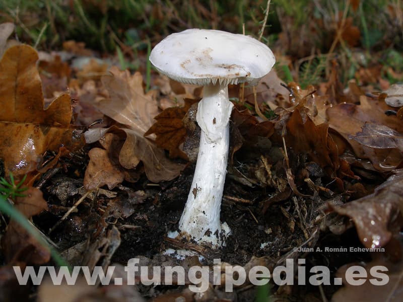Fotografía macro del himenio de citrina var. alba