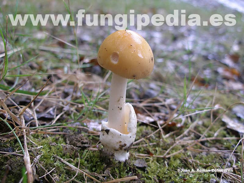 Amanita crocea 1