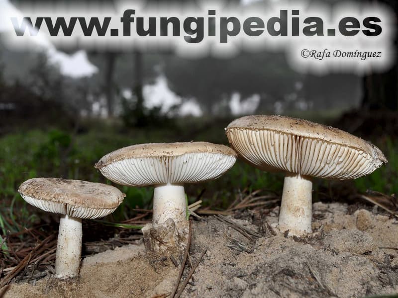 Fotografía macro del himenio de curtipes