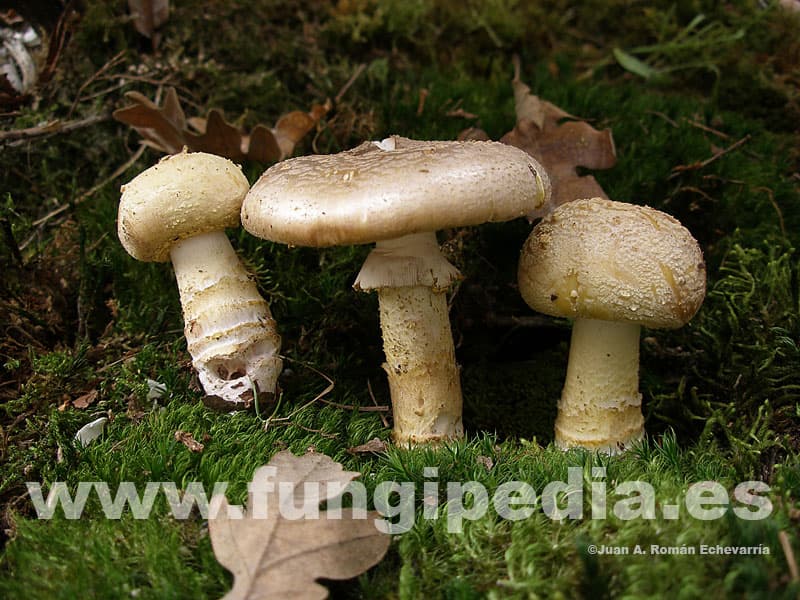 Amanita franchetii 1