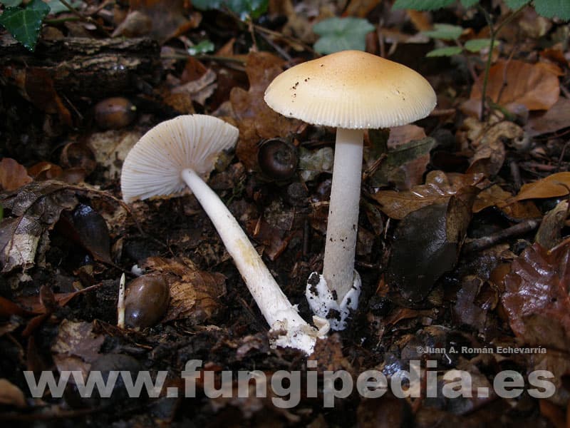 Amanita fulva 1