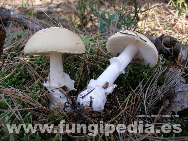 Amanita gemmata 1