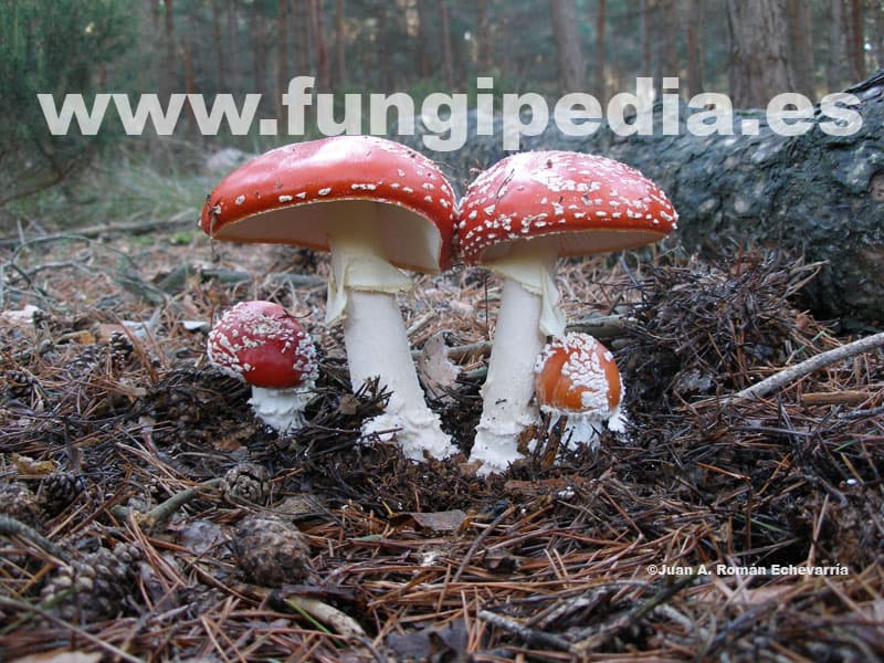Amanita muscaria