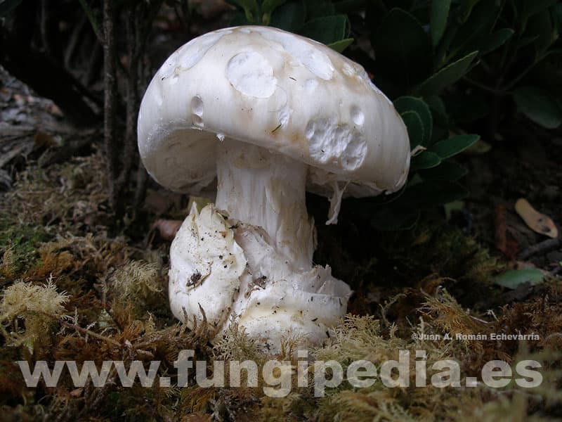 Amanita ovoidea 1