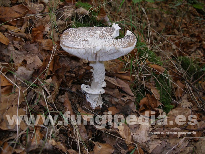 Amanita pantherina 1