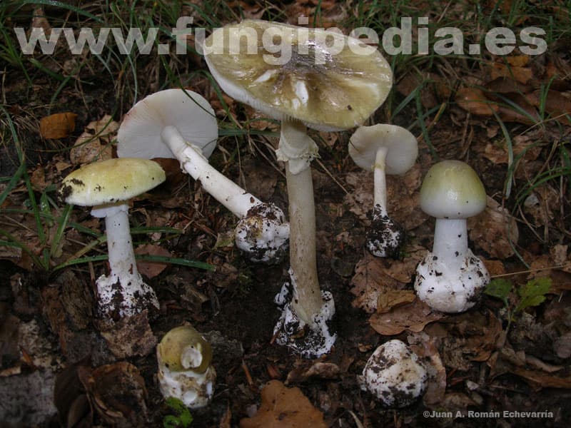 Amanita phalloides 1