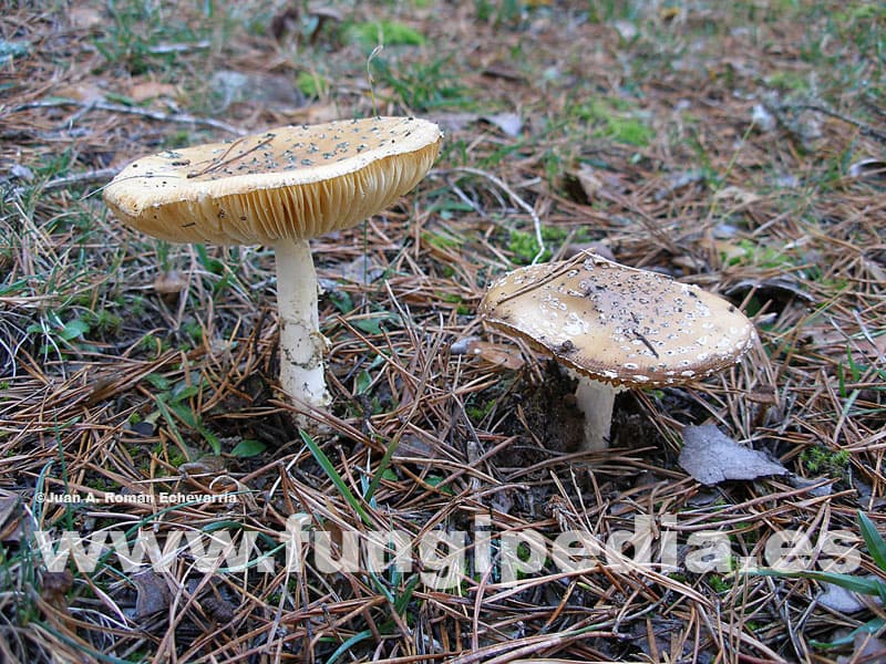 Amanita regalis 1