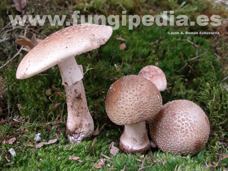 Amanita rubescens 1