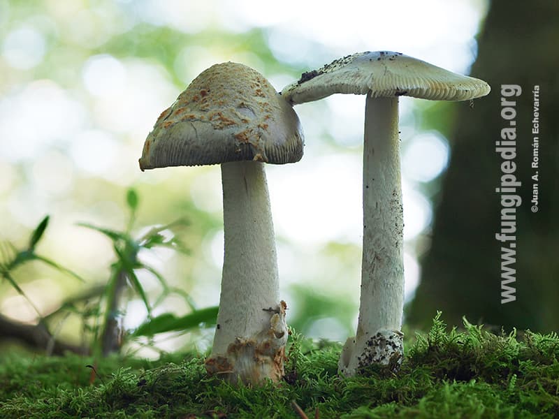 Amanita vaginata 1