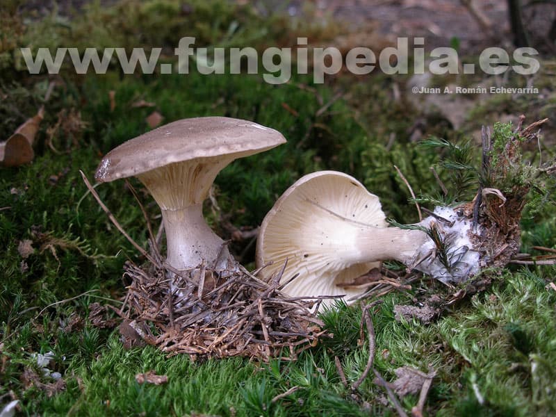 Ampulloclitocybe clavipes 1