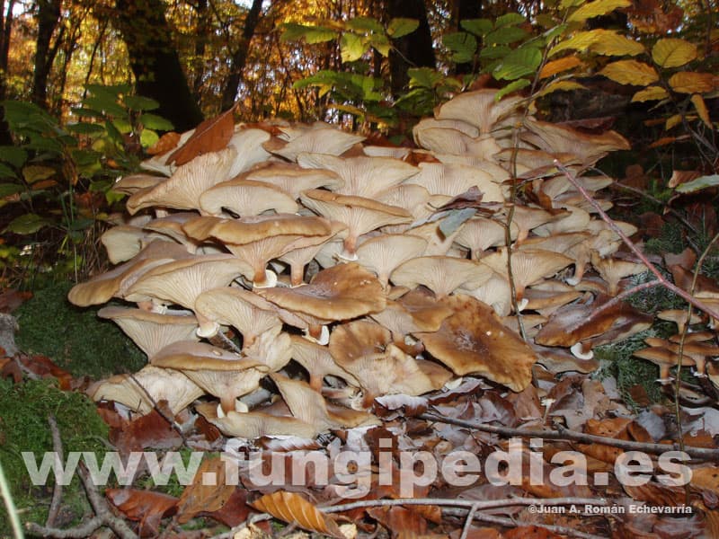 Armillaria mellea 1