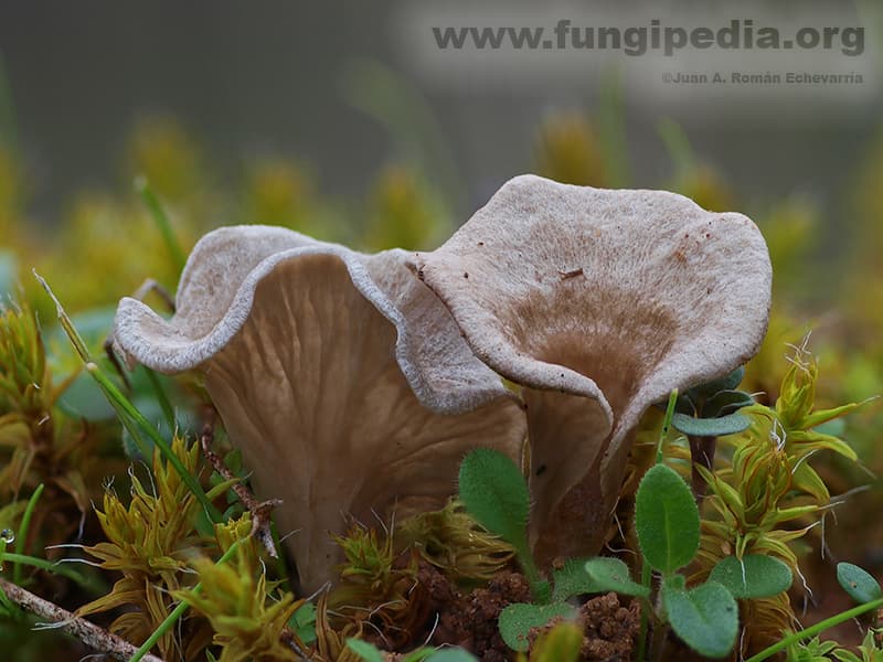 Arrhenia spathulata 1