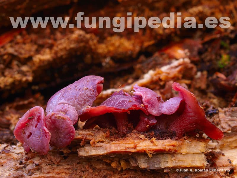 Ascocoryne cylichnium 1