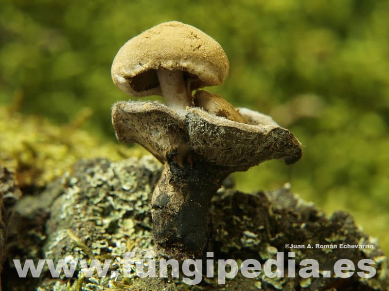 Asterophora lycoperdoides 1