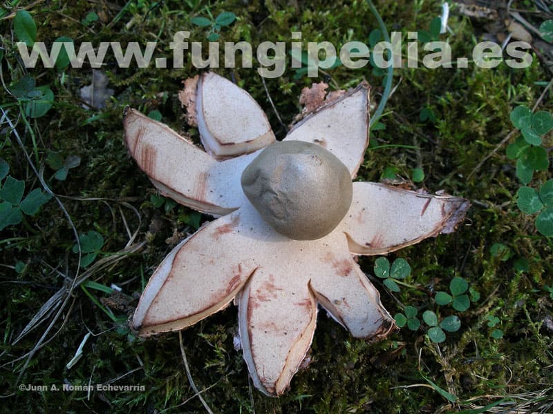 Astraeus hygrometricus 1