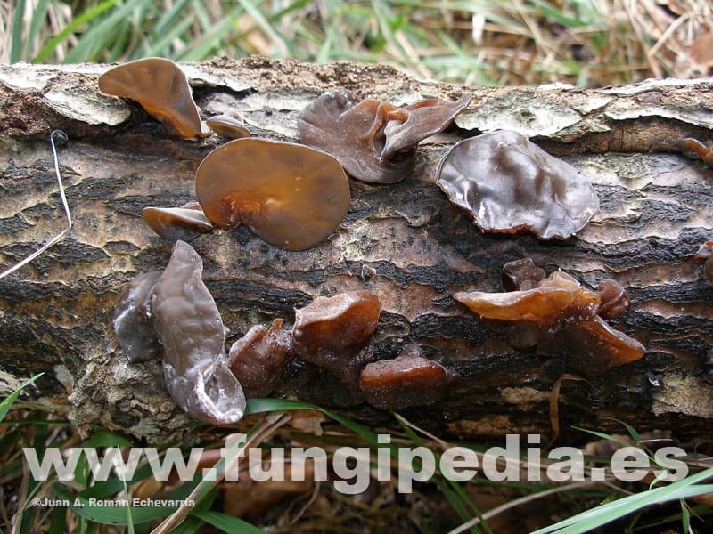 Auricularia auricula-judae 1