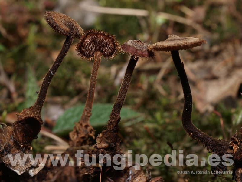 Auriscalpium vulgare 1