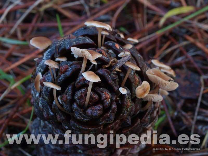 Baeospora myosura 1