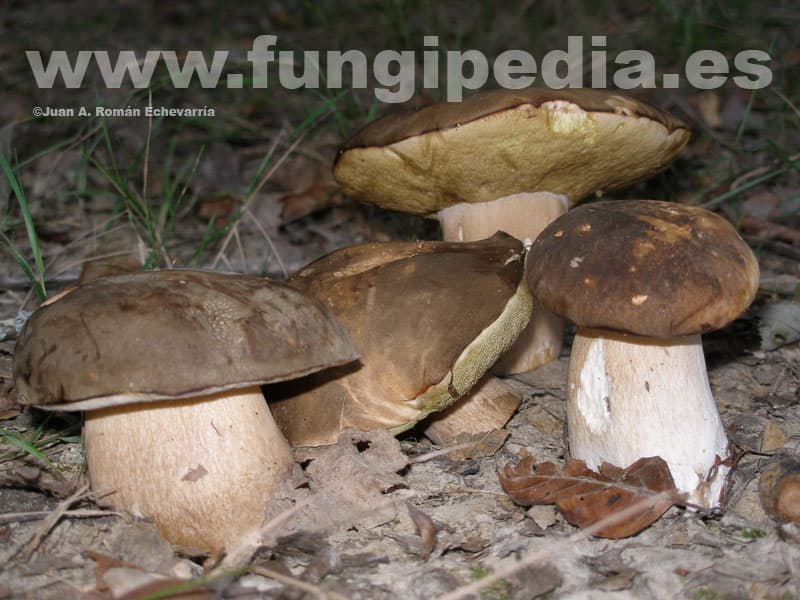 Boletus aereus 1