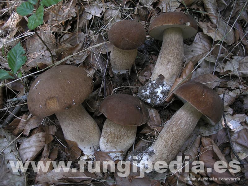 Boletus reticulatus 1