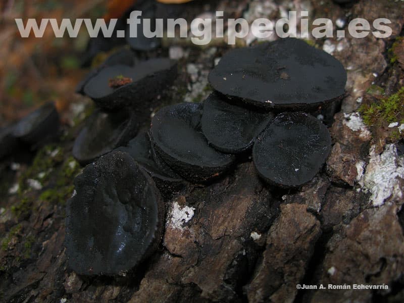 Bulgaria inquinans 1