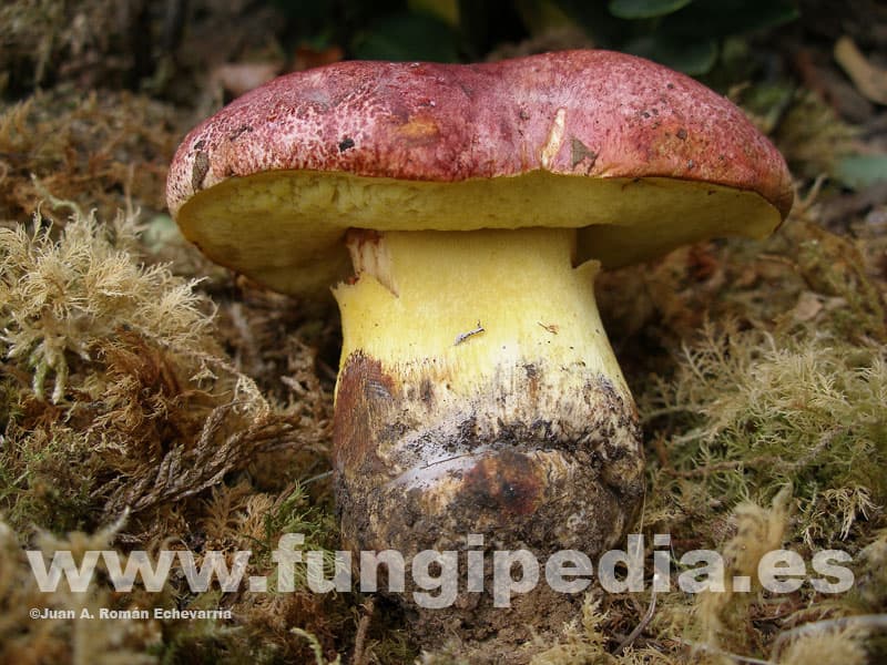 Butyriboletus regius 1