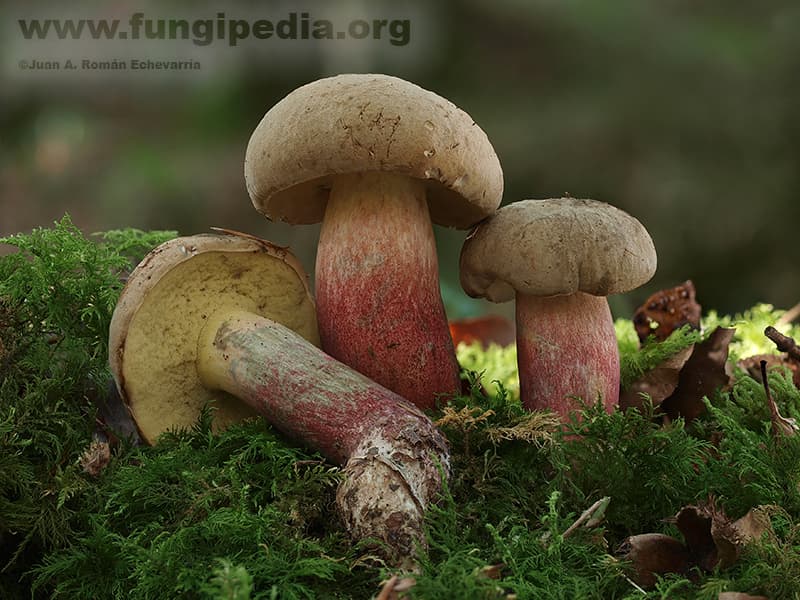 Caloboletus calopus 1