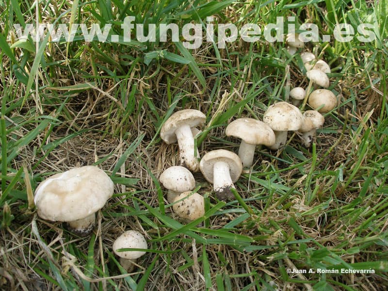 Calocybe gambosa 1