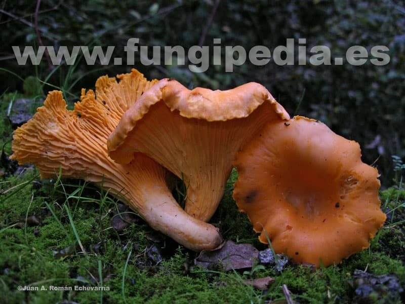 Cantharellus cibarius 1