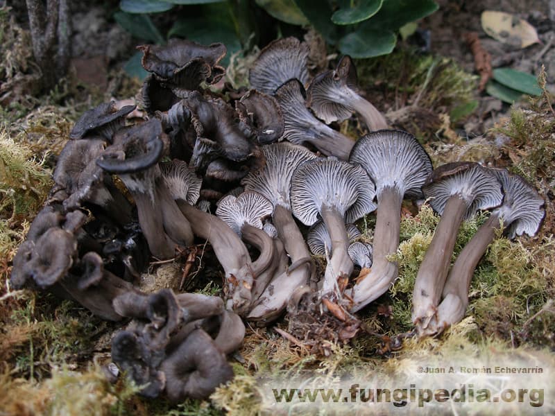 Cantharellus cinereus 1