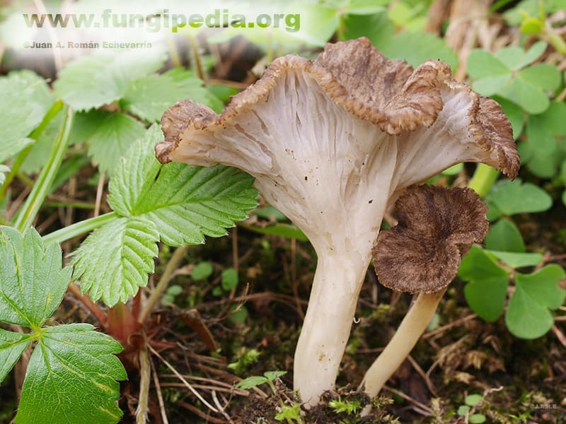 Cantharellus lutescens f. schizocroica 1