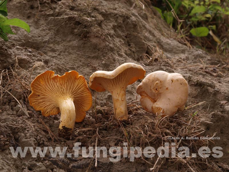 Cantharellus subpruinosus 1