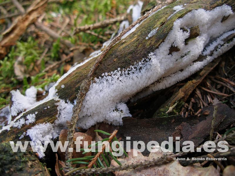 Ceratiomyxa fruticulosa 1
