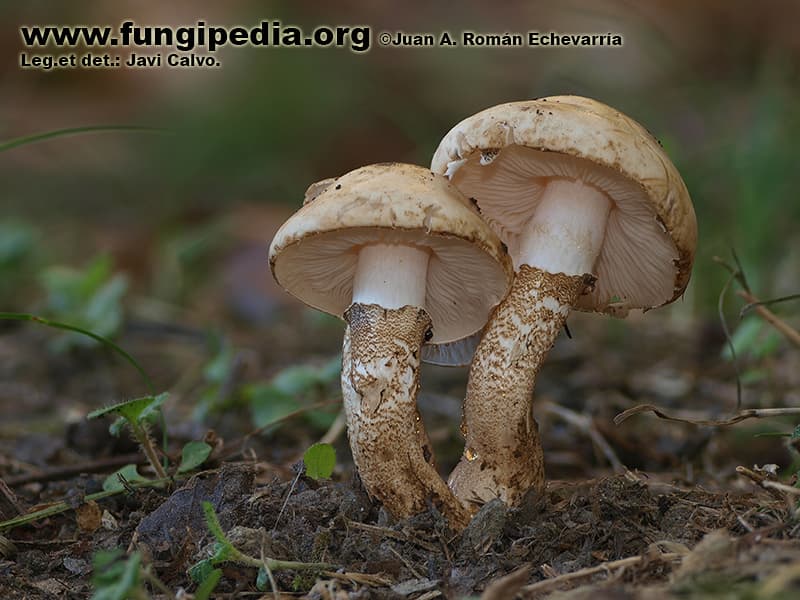 Chamaemyces fracidus 1