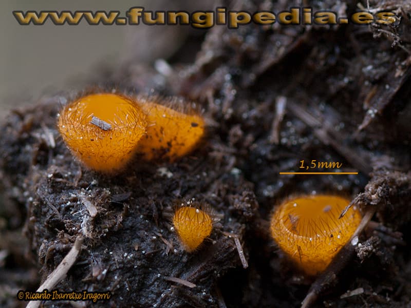 Cheilymenia stercorea 1
