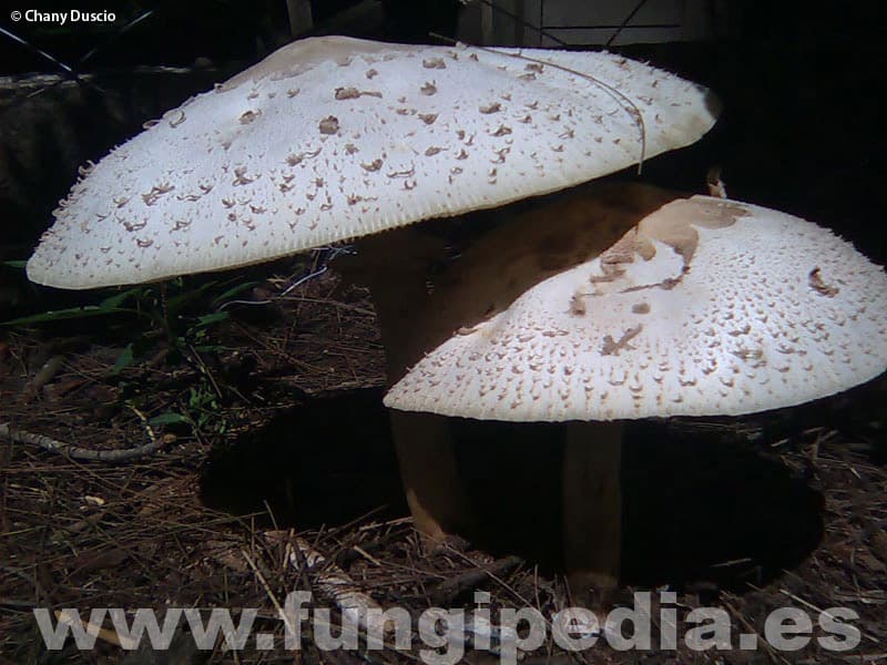 Chlorophyllum molybdites 1