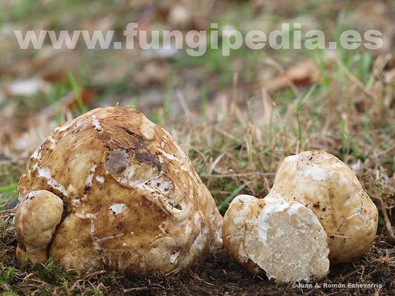 Choiromyces meandriformis 1
