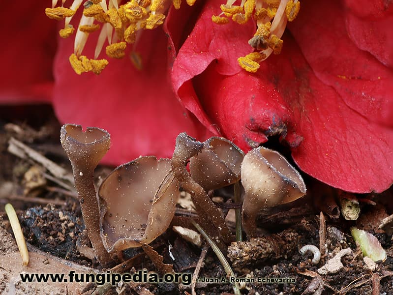 Ciborinia camelliae