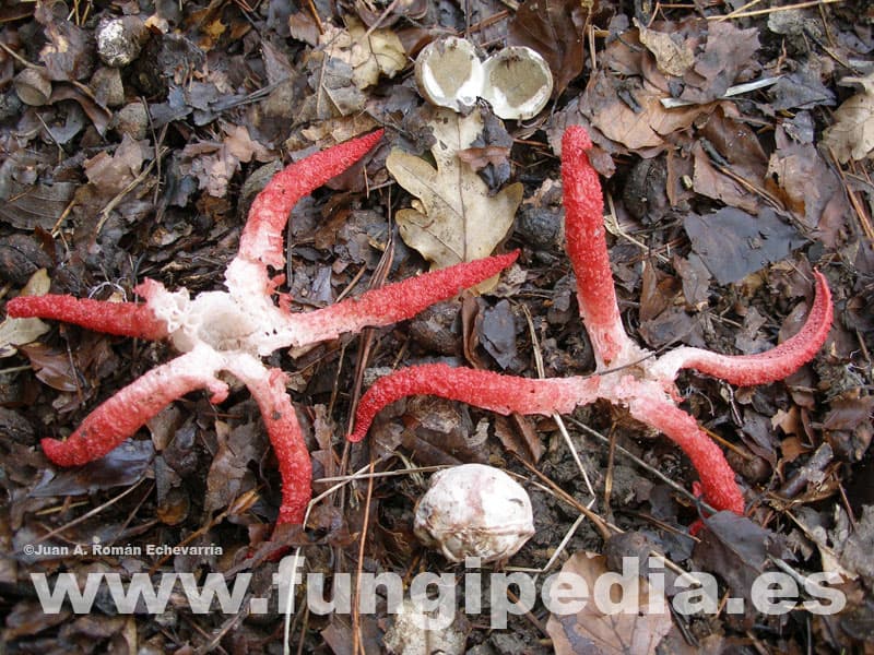 Clathrus archeri 1