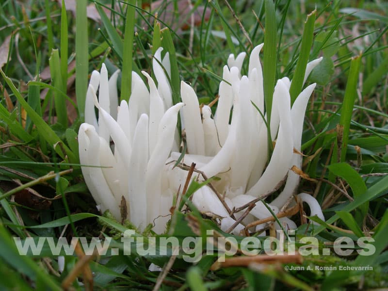 Clavaria fragilis 1