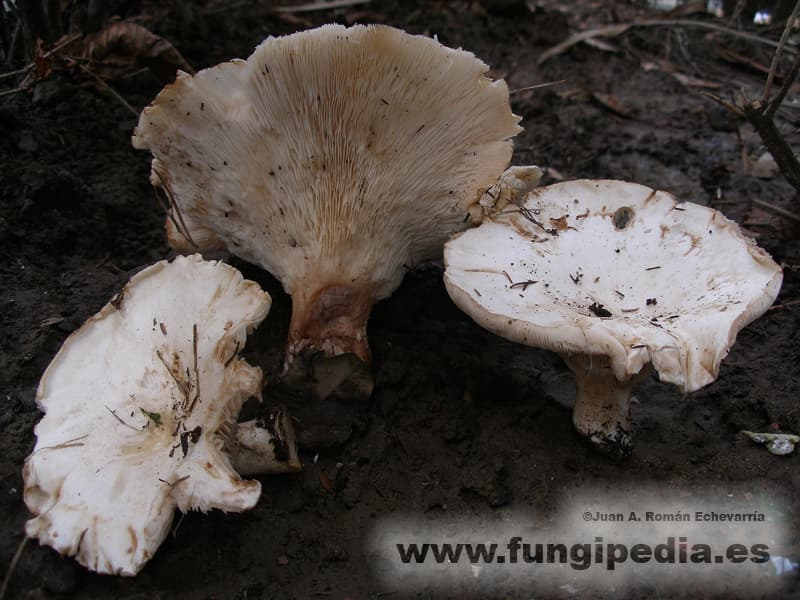Clitocybe candida 1
