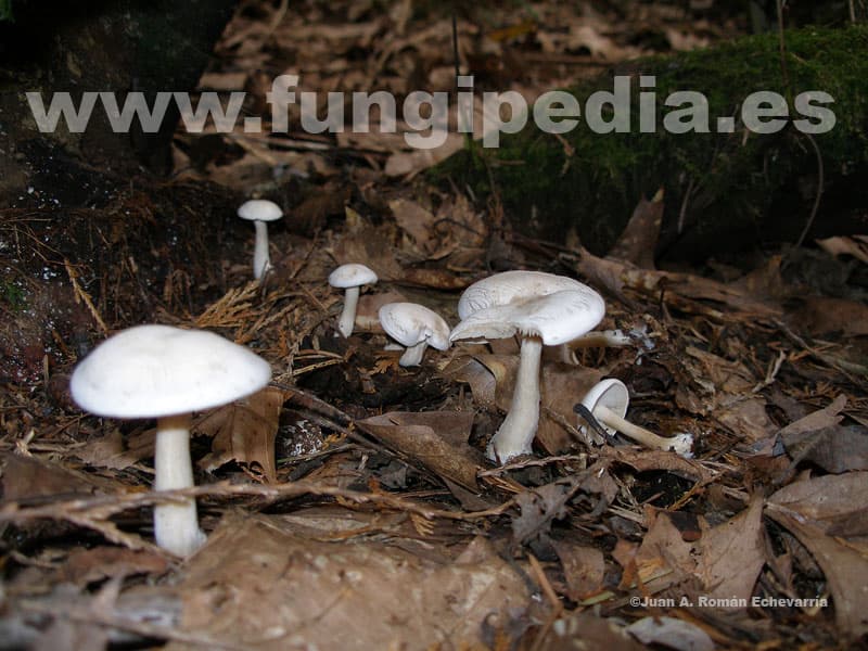 Clitocybe phyllophila 1