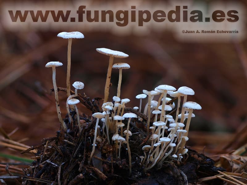 Collybia cirrhata 1