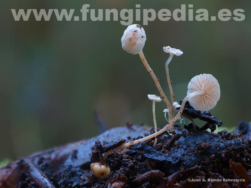 Collybia cookei 1