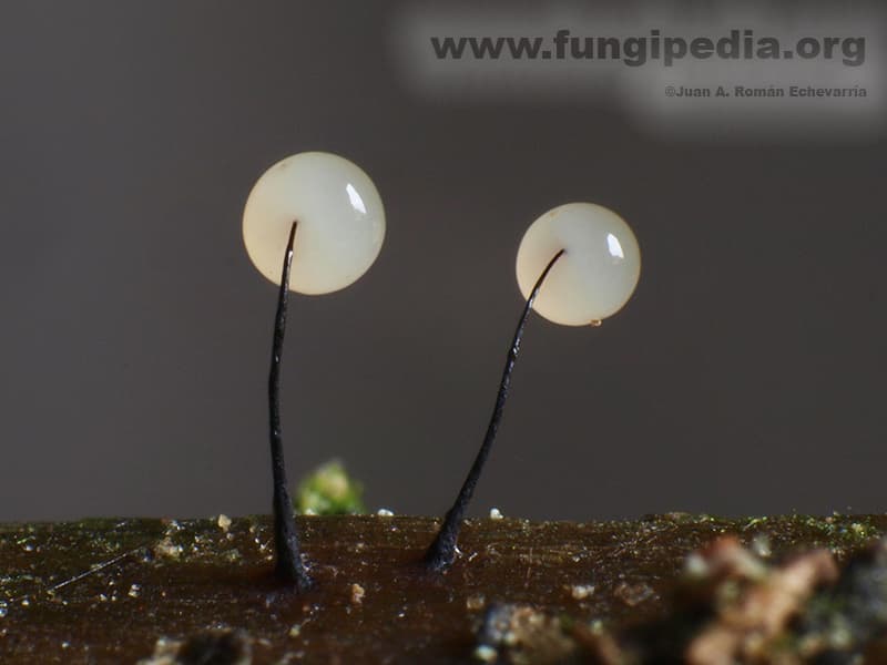 Comatricha nigra 1