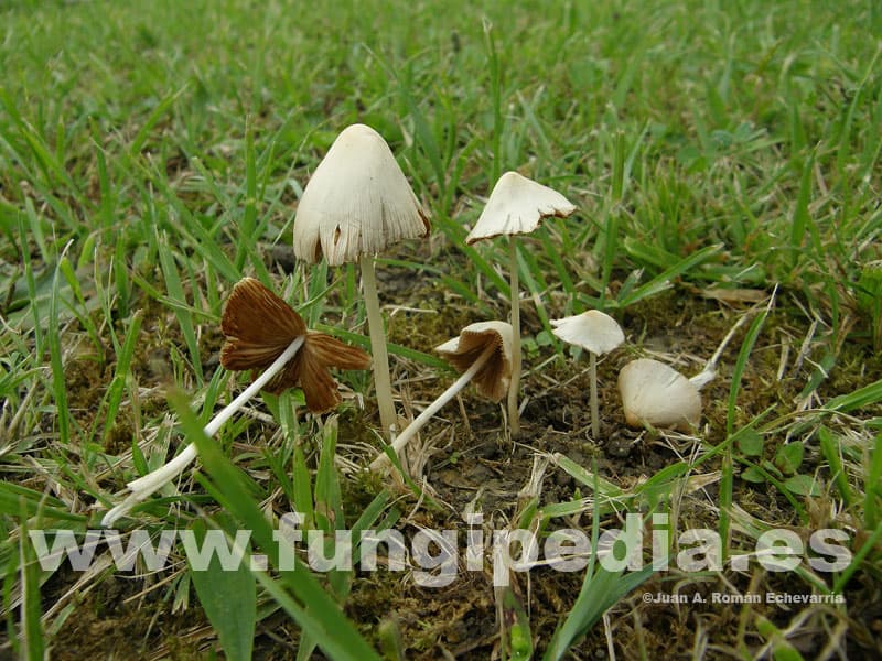 Conocybe apala 1