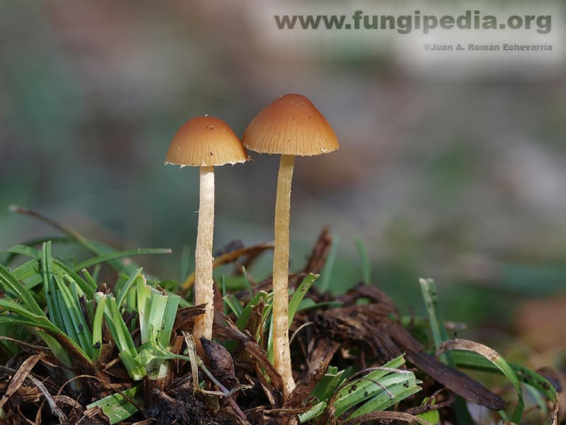 Conocybe brunnea 1