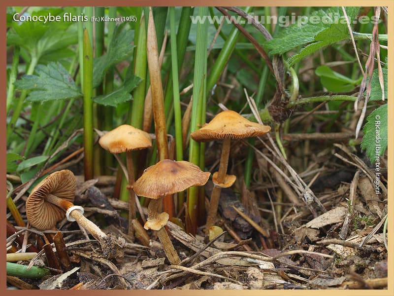 Conocybe filaris 1